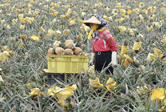 自然果鋪農友採收新鮮鳳梨