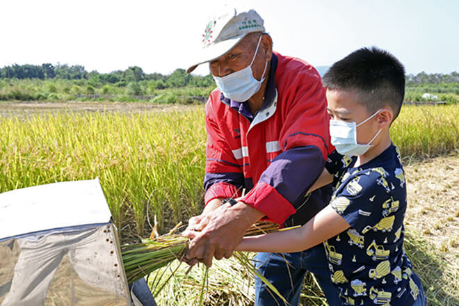 有機農進行割稻體驗教學